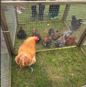 South of England Show visit 2026